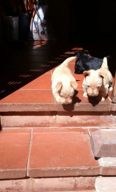 wheaten scottish terrier puppies for sale wheaten scottish terriers scotties for sale west rand dogs and puppies wheaten scottish terrier puppies for sale wheaten scottish terriers scotties for sale west rand dogs and puppies
